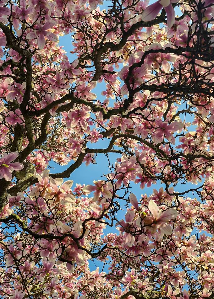 Pink Magnolia Blossoms