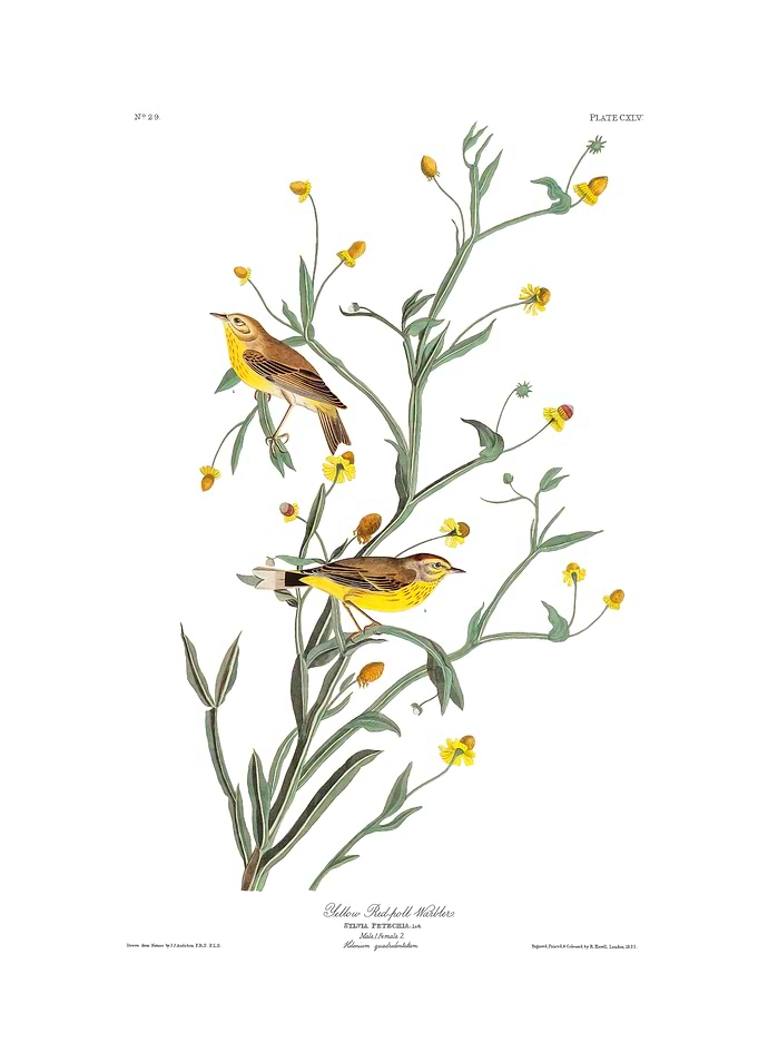 The Birds of America - Yellow Red-poll Warbler