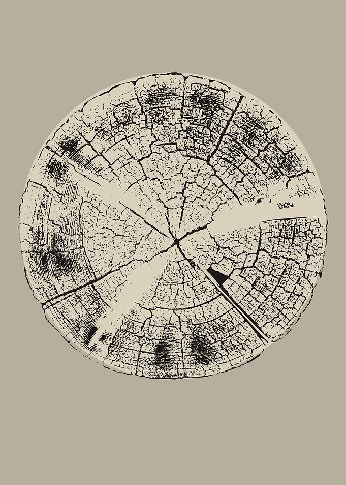 Tree Trunk Cross Section