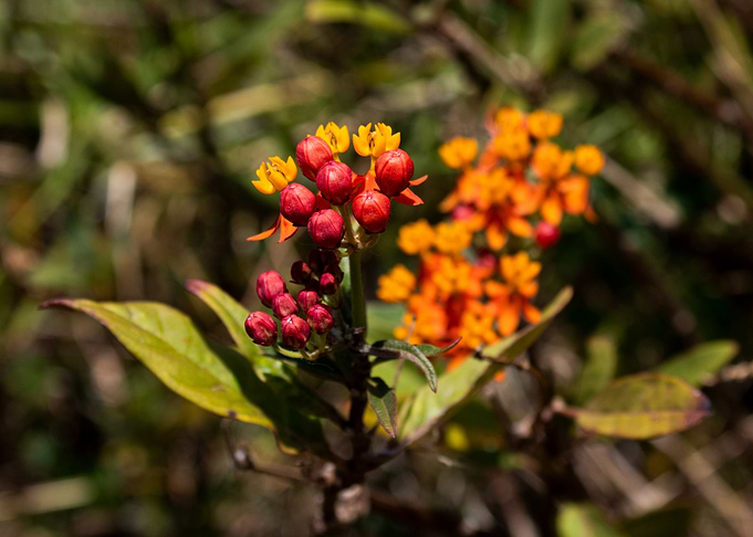 Red and Orange Flowers