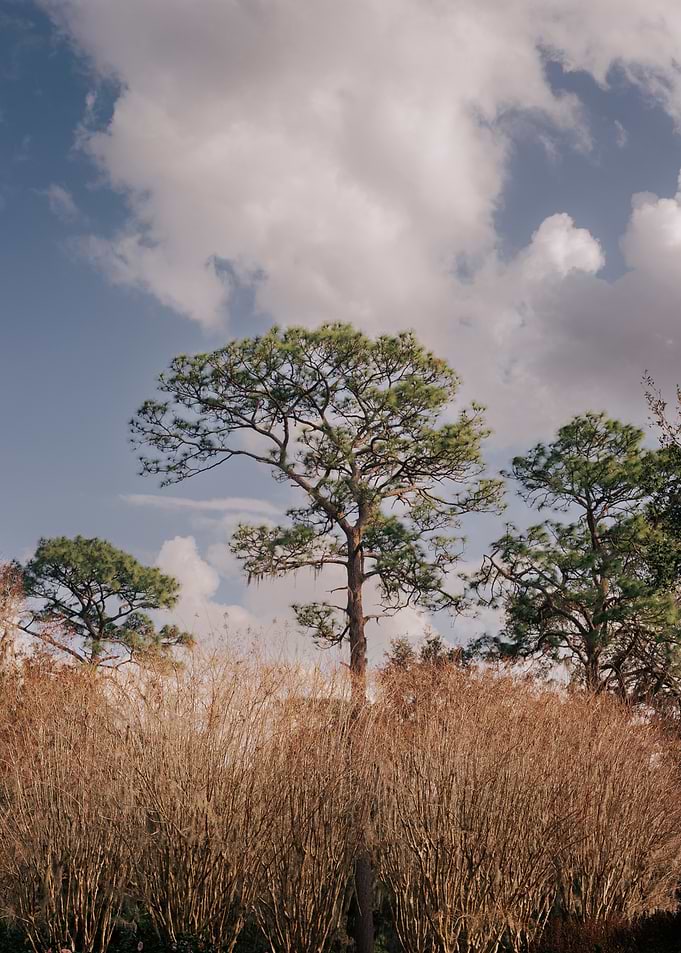 Longleaf Pine