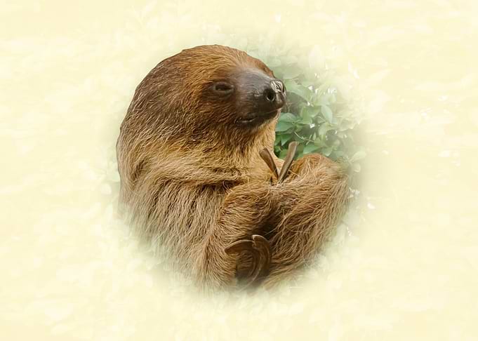 Sloth Portrait
