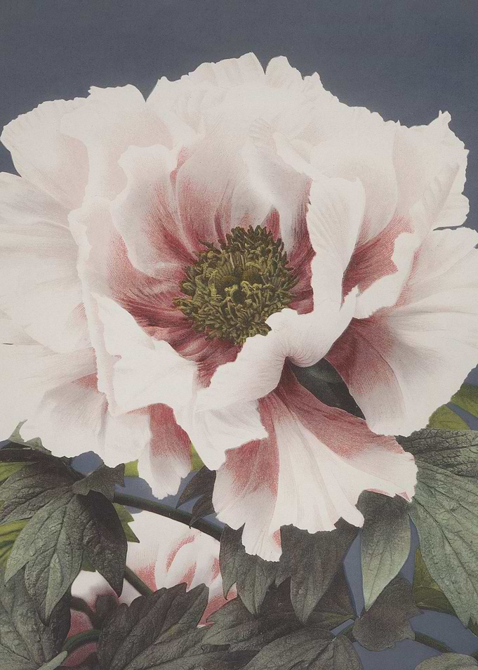 Pink Peony Blossom