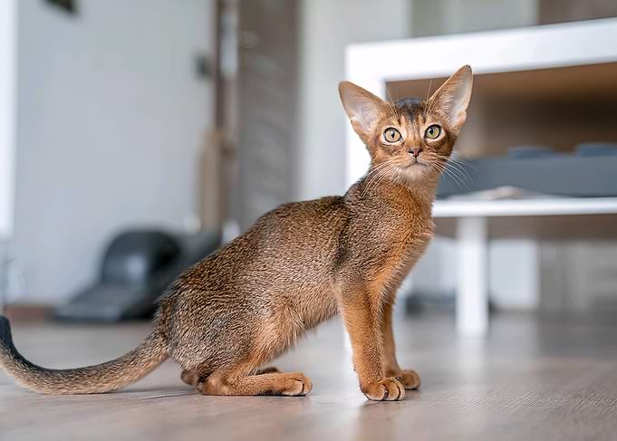 Abyssinian Cat Portrait