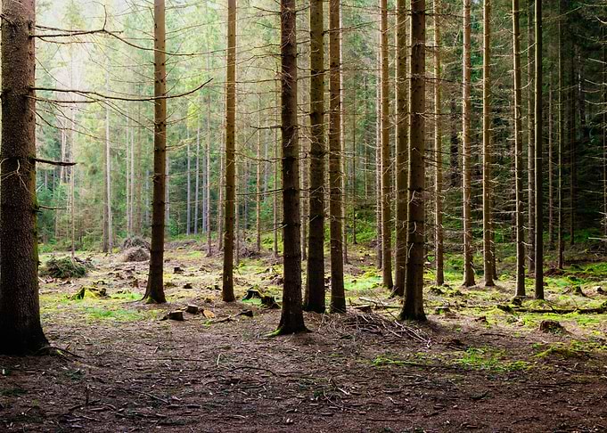 Sunlight in the Forest