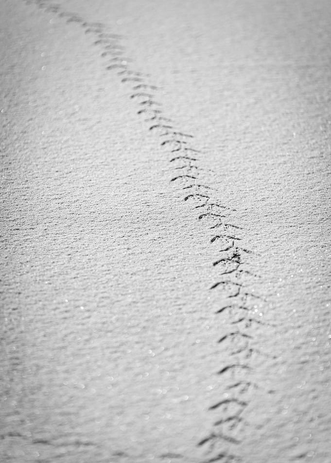 Bird Tracks in Snow