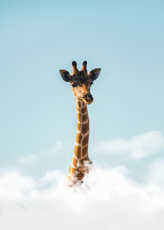 Head in the Clouds