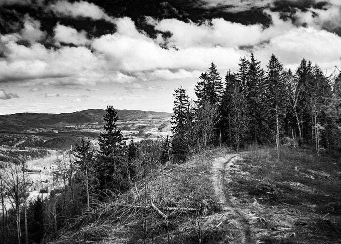 Forest Path Landscape