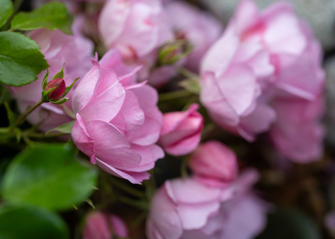 Pink Rose Blooms