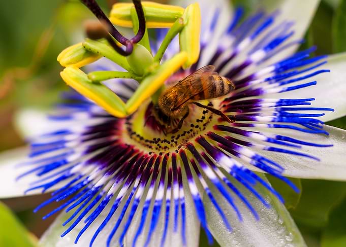 Bee on a Passion Flower