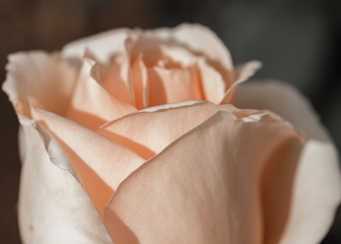 Peach Rose Close-Up
