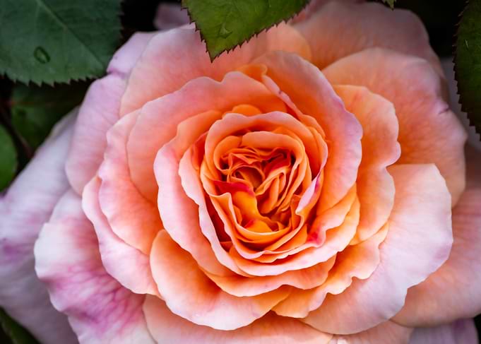 Peach and Pink Rose