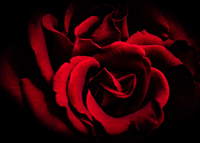 Red Rose Close-Up