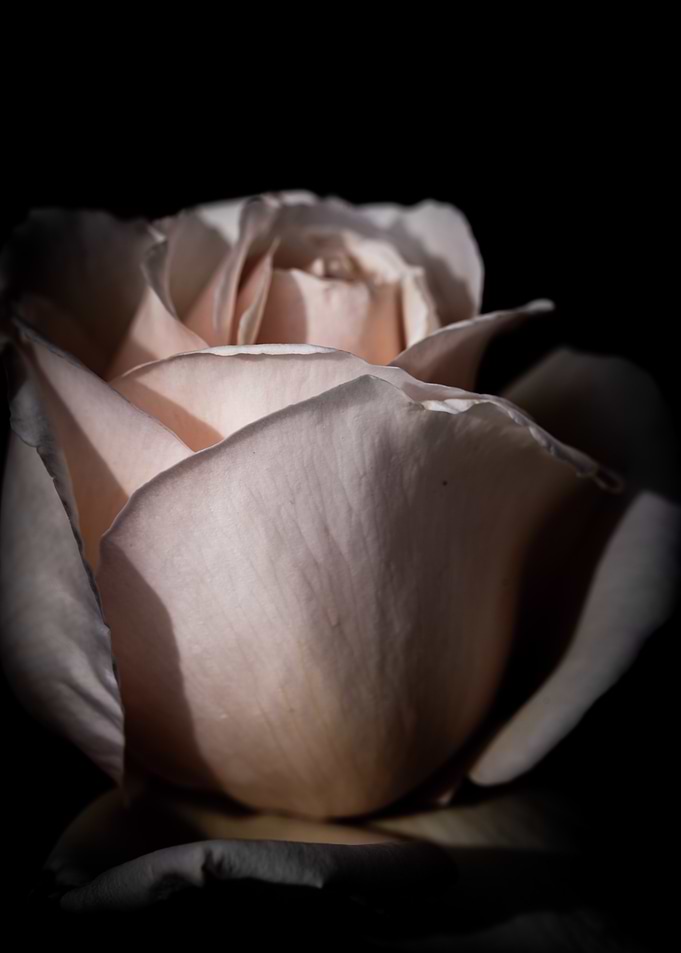 Close-up Rose