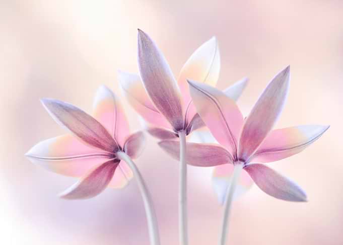 Delicate Pink Flowers