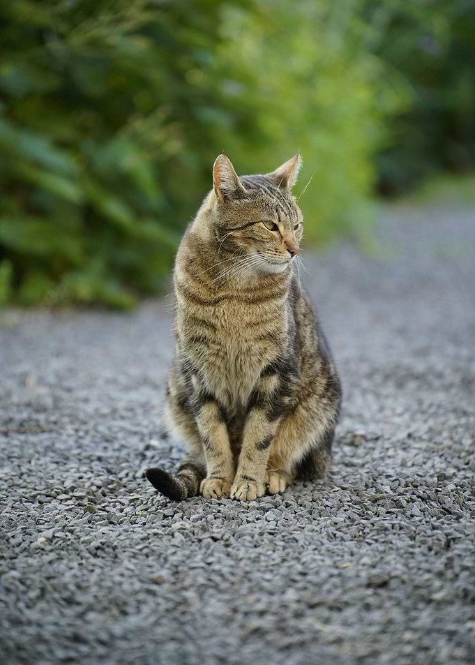 Tabby Cat Sitting on Gravel