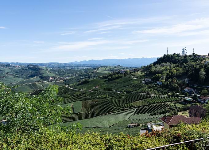 Vineyard Landscape