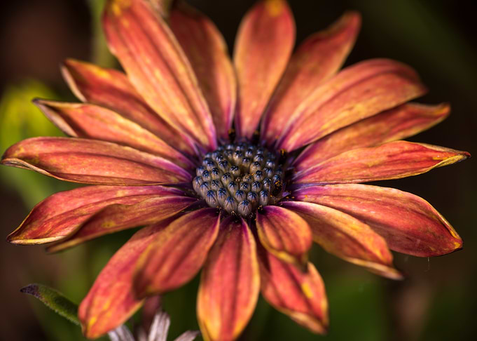 Orange Daisy Close-Up