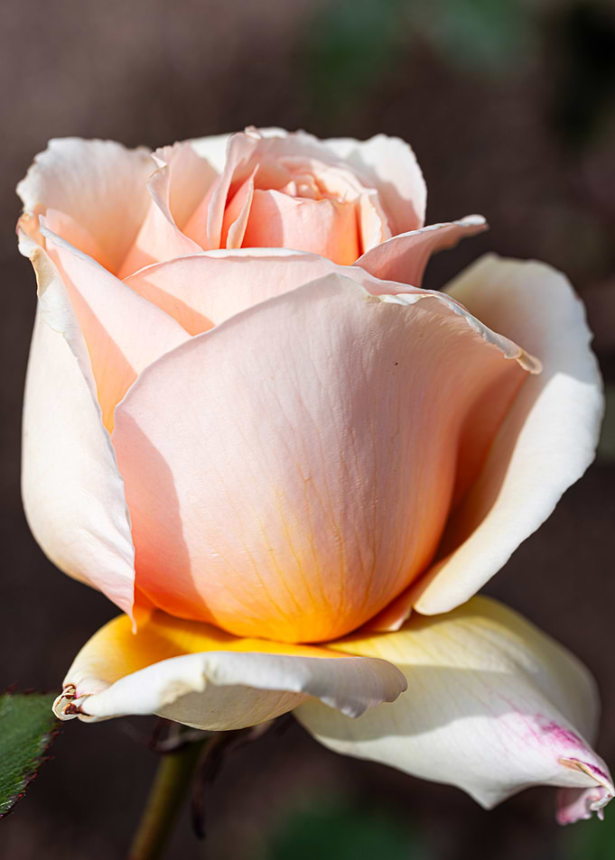 Peach and Cream Rose