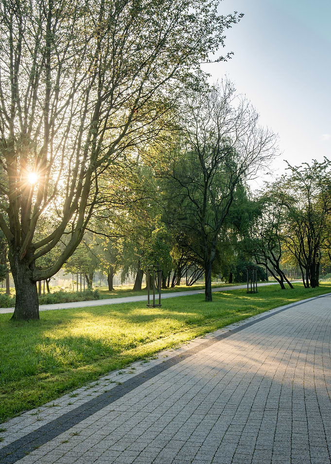 Sunlit Park Path