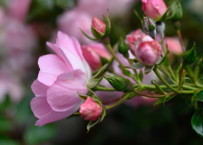 Pink Rose Bud Close-Up