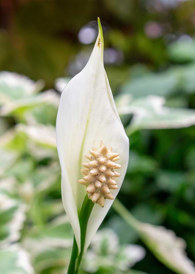 Single Petal