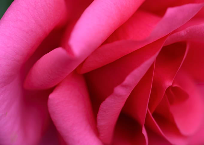 Pink Rose Close-Up