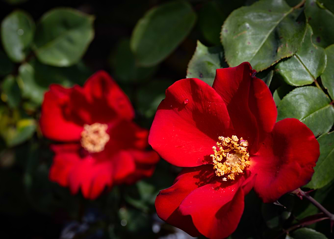 Red Rose Close-Up