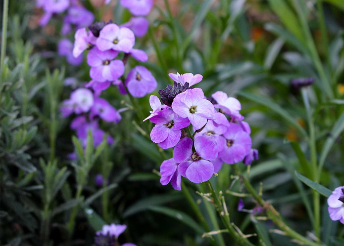 Purple