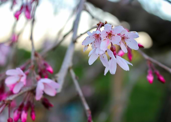 Floating Pink