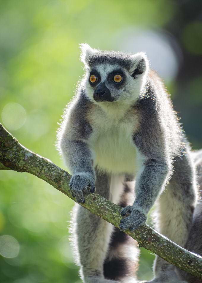 Ring-tailed Lemur on Branch
