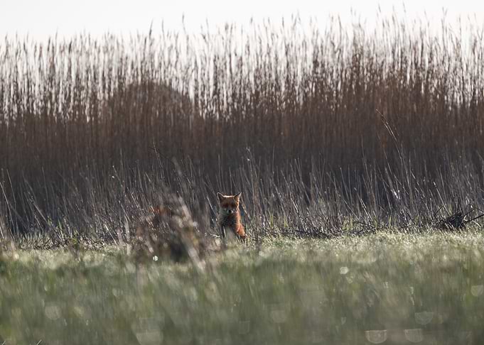 Red Fox in Grassland