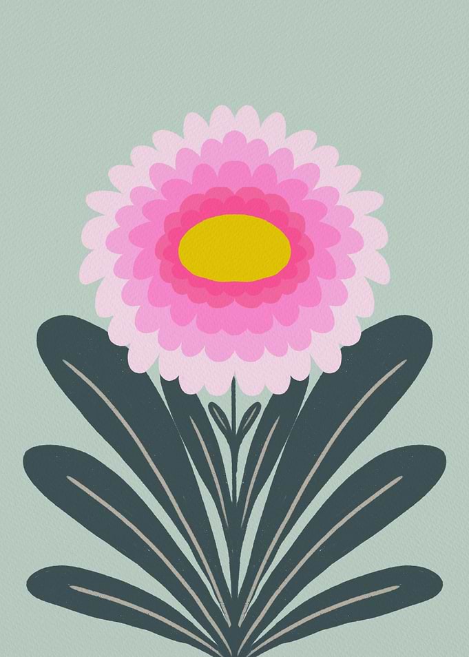 Pink Chrysanthemum Illustration