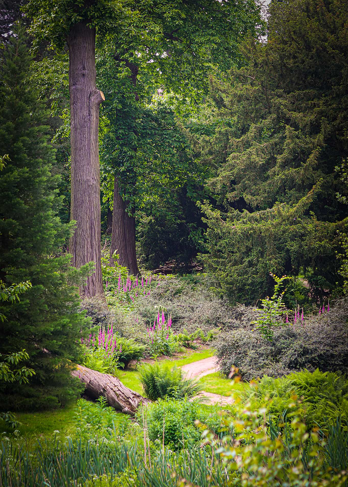 Forest Path with Flowers