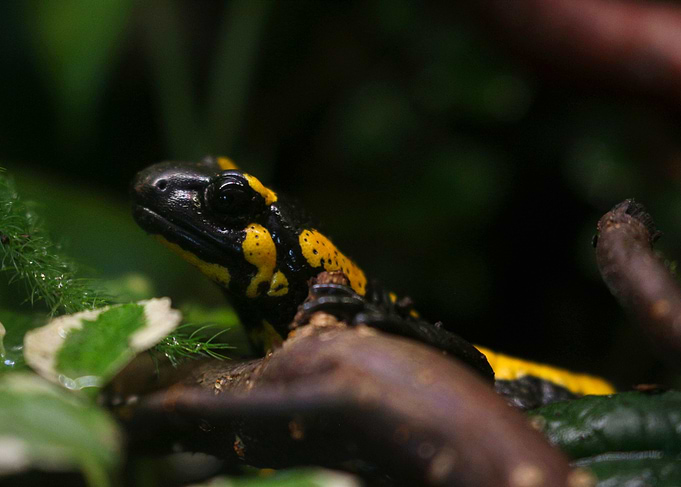 Fire Salamander Close-Up