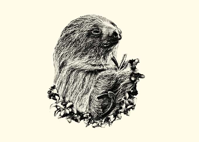 Sloth in Jungle