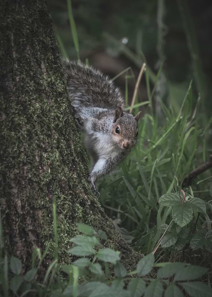 Squirrel on Tree Trunk