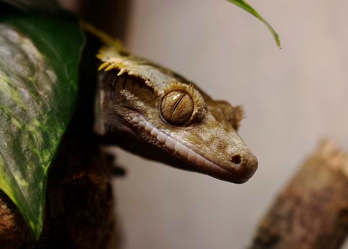 Crested Gecko Close-Up
