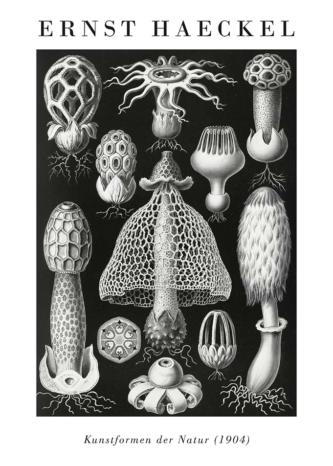 Ernst Haeckel's Nature Forms
