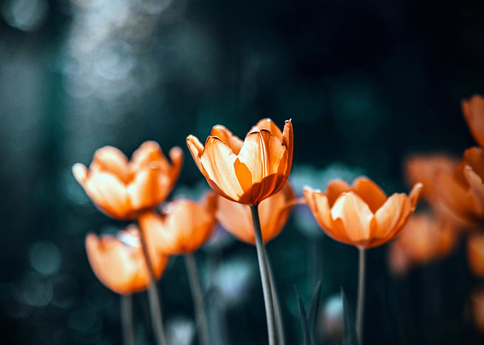 Orange Tulips in Bloom Floral Art