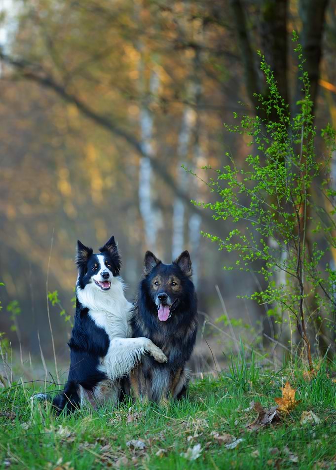 Two Purebred Dogs in a Forest