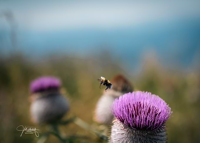 Bumblebee At work