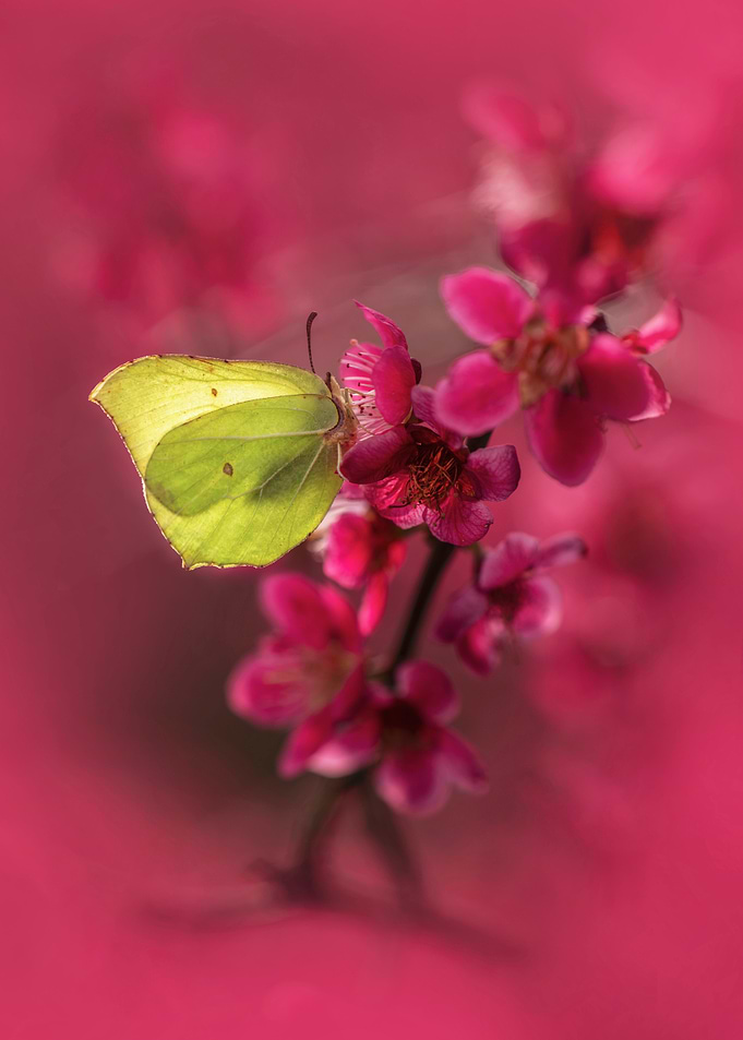 Butterfly on Pink Flowers