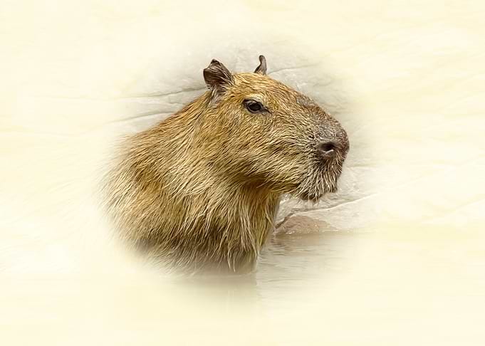 Capybara Portrait
