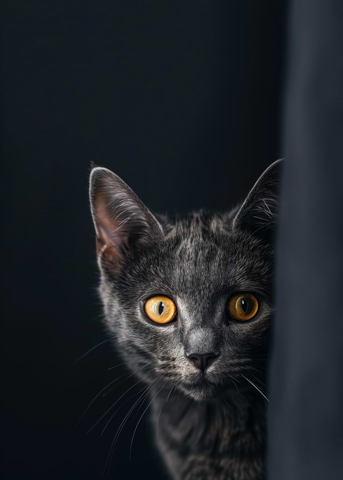 Curious Cat Portrait