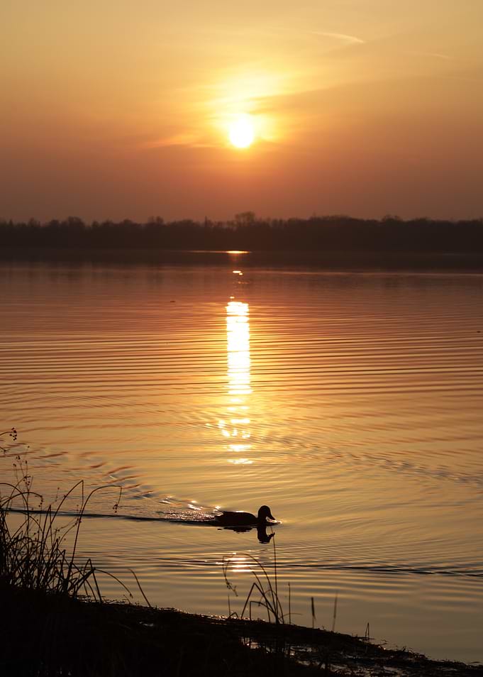 Duck at Sunset