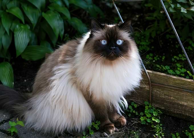 Fluffy White Cat