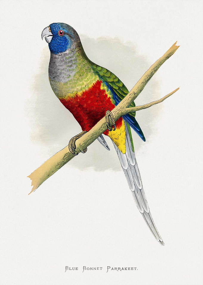 Blue Bonnet Parrakeet