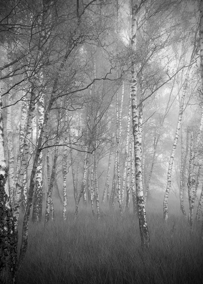 Misty Birch Forest