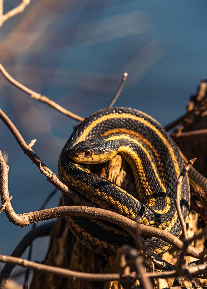 Garter Snake on Branch